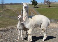 Our Female Alpacas