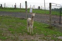 Male Alpacas